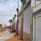 نقوم بتوريد وتركيب جميع انواع نخيل
