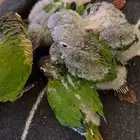 فراخ كنيور جرين شيك للبيع بالرس