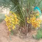 يوجد لدينا جميع انواع النخيل لتواصل