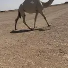 للبيع البكره