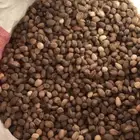 بذور المورينجا ( البان العربي ) نوفر بكميات كبيره