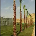 متوفر لدينا جميع انواع نخل وجميع المقاسات