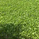 مزرعه للايجار السنوي