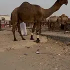 فحل كفو اصفر دبياني على الشروط