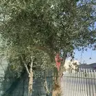 أشجار زيتون نيبالي