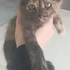 قطه صغيره للتبني
