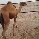 حاشي قعود طيب