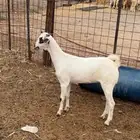 للبيع جفره بيشيه   يوجد ذبح وتوصيل