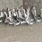 موجود وز عراقي