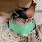 ماشاءالله زوج حمام لماع نحاسي غامق مميز توليف جديد