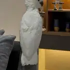 كوكاتو