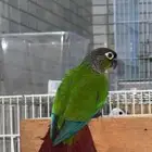 كنيور قرين شك