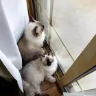 تم التبني الحمدلله