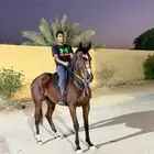 فرس انقليزيه