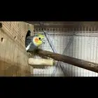 للبيع كروان وبادجي