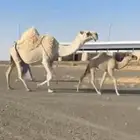 خلفه كفو تحتها قعود