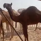 قعودين مجاهيم فل شحم للبيع