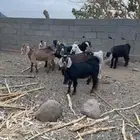 تيوس بريه سمان ونظاف