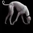 سلق صيد