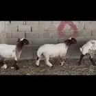 جذعات مقاني نعييم .