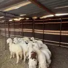 رخال حريات تم البيع