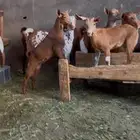 غنم دهم تم البيع الله يبارك للمشتري