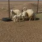 غنم ولد