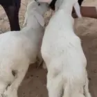 خروف و رخل ترضع