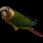 كنيور يلوسايد اليف وهدد داخلي