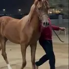 مهر للبيع العمر سنتين وثلاث اشهر