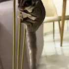 سنجاب طائر للبيع