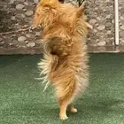 بورمنيان