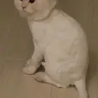 مفقود