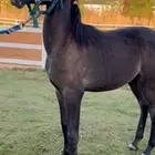 مهره واهو مميزه البيع لاعلى سوم