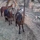 سواكن طيبه