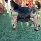 تيس مشروع فحل عارضي خصم معرف