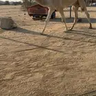 للبيع قعود حق طيب