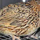 سمان كريمي