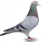 طلب حمام زاجل