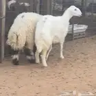 خروف نعمي ورخل حريه