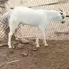تيس بيشي