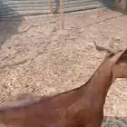 عنز محايليه شحم وجفره ثنيه دافع