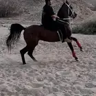 للبيع حصان شعبي شيخ