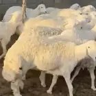 رخال جذعات دفيع مشروطه