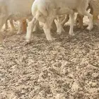 طليان حري للبيع