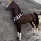 خيل عربي اصيل