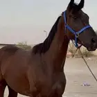 حصان سبوق محقق الأول ميدان الحساء رسمي