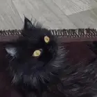 تبني قطط الحوطه