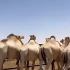 للبيع سواكن فل شحم