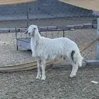 خروف اصفر ابرص مستقبل فحل عمره 8 اشهر
